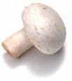 champignon.jpg