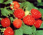 framboise.jpg